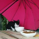 GS25군산IC점 이미지