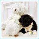 퍼피댕 강아지분양 안심분양소 청주점 말티푸미니비숑토이푸들 | 보은강아지입양 공기부터 달랐어요