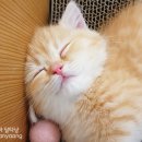 고양이 분양 달타냥 이미지