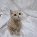 어벤독스 이미지