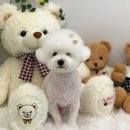 댕그루밍 이미지