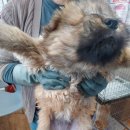 인월동물병원 이미지