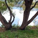 고대리 지석묘군 이미지