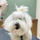 카멜리몽 이미지