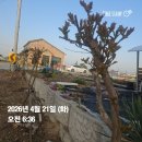2024년 11월초에 심은 배롱나무는~~~ 이미지