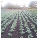 용안농약사 이미지