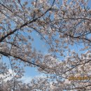 경주 보문관광단지 벚꽃 이미지