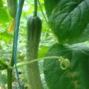 꽃누르미 이미지