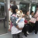 행복한개 이미지