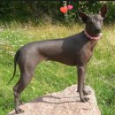 도그헤어 이미지