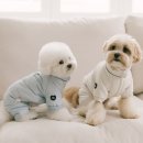 강아지 사랑 | 강아지 겨울패딩 후기, 사랑스러운 올인원!