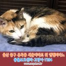 고양이를찾습니다,코숏,암컷,울산광역시 중구 유곡동 세운아파트 위 엔젤피아노 앞에서 실종됨 이미지