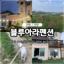 강원도 양양 블루아라펜션 내돈내산 후기 애견동반 가능 4인가족 + 강아지1 여행