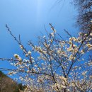 구덕운동장 육교 인근 | 2026년 복수초 접견산행