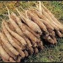 자연산약초마을 이미지