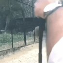맹수 따위는 살짝 훼이크 주면 따돌릴 수 있음 이미지