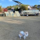 카페 개떼 이미지