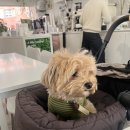 삼부골든타워 | 공덕 경의선숲길 애견동반 카페 리틀힐 브루어스 강아지랑 다녀온 후기