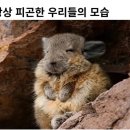 참가자미물회 이미지