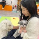 하이멍그라미 | [강남/논현] 강아지 나만 없다면.. 하이멍그라미