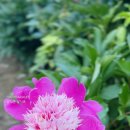 양지-3114 | 5월 경남 여행지 합천 핫들생태공원 작약 꽃밭