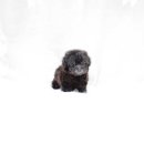 더독스 강아지분양 서울 이미지