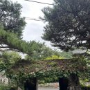 성골촌 | 가을국내여행 단양 애견동반펜션 성골촌펜션 숙박후기