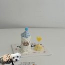댕브레드 | 울산동구강아지케이크 / 울산강아지케이크 / 울산강아지수제간식은 댕브레드 🐶