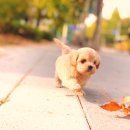 YOMIDOG