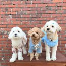 카페 메뉴 따라하기 이미지