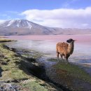 Re: 세계의 명소와 풍물, 125 - 볼리비아, Laguna Colorada 이미지