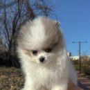 아르르펫 이미지