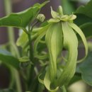 일랑일랑 이미지