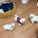 쁘띠멍멍 이미지