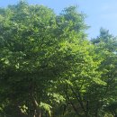 지드래곤 x 더벤티 콜라보! 드래곤 스무디 요거트를 마셔보다
