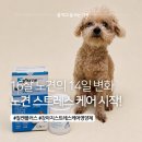 맘아이천연카케어 | 16살 노견과 함께한 알파-카소제핀 강아지고양이스트레스케어영양제 질켄플러스 12일 후기