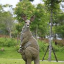 캥거루어린이집 이미지