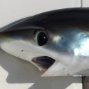 상어피시방 이미지