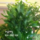 수림전국꽃배달 이미지