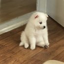 포포펫살롱 이미지