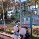퍼스트가든(솜사탕)