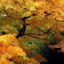 팡팡과일 이미지