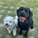 요천생태습지공원 애견놀이터 | [애견동반] 반려견과 산책하기 좋은 남원 요천생태습지공원 애견놀이터