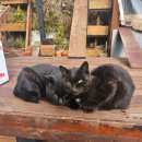 세림식당 이미지