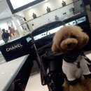 멍멍헤어 이미지