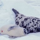 고래세상 이미지