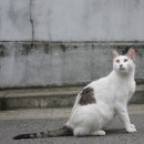 우면산3-29 이미지