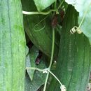 혜성농장 이미지