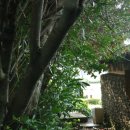 박영환농장 | [제주 씨에스 호텔]아침먹고 나선 정원 산책길 &amp;거품목욕..etc..