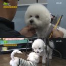 도그웨이살롱 이미지